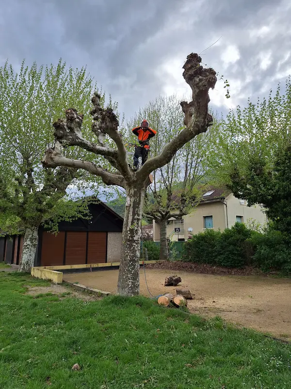 Elagage arbre Vaulnaveys