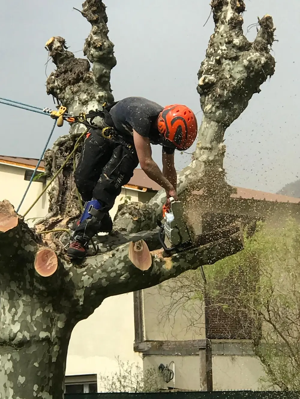 Abattage d'arbre Grenoble Sud