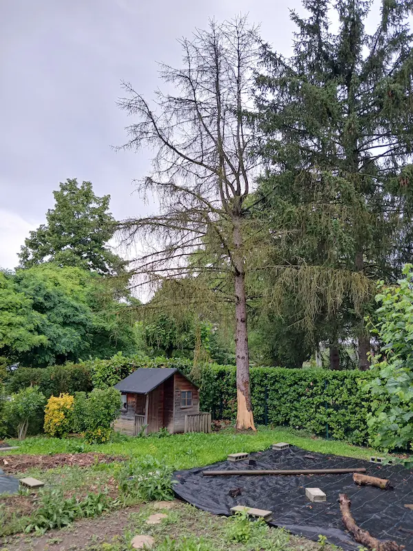 abattage sapin Gières avant