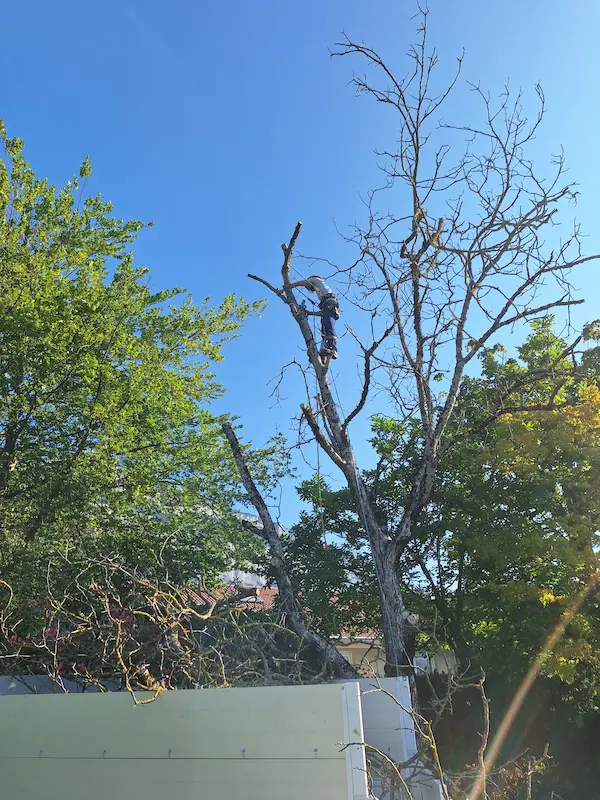 elagage accès difficile Eybens