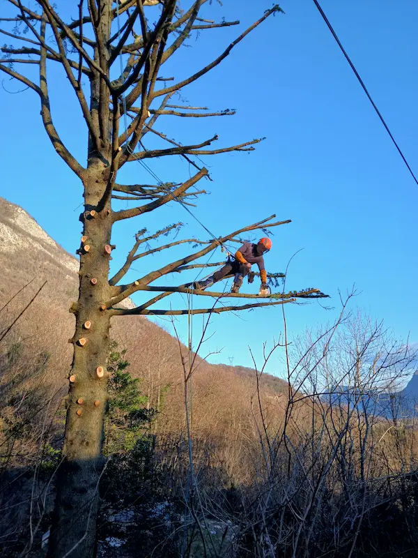 elagage tilleul pont-de-claix en cours