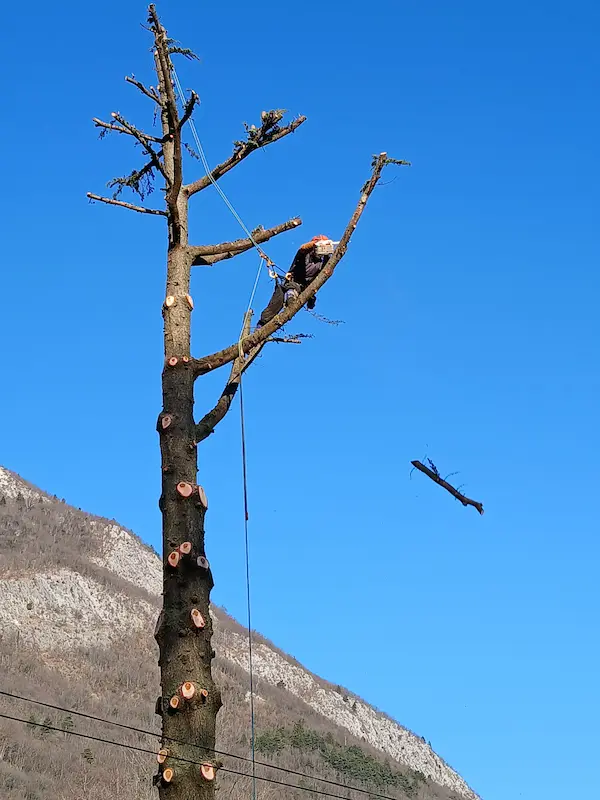 elagage tilleul pont-de-claix pendant 2