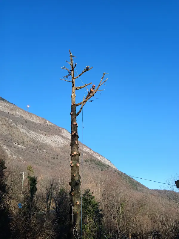 elagage tilleul pont-de-claix pendant