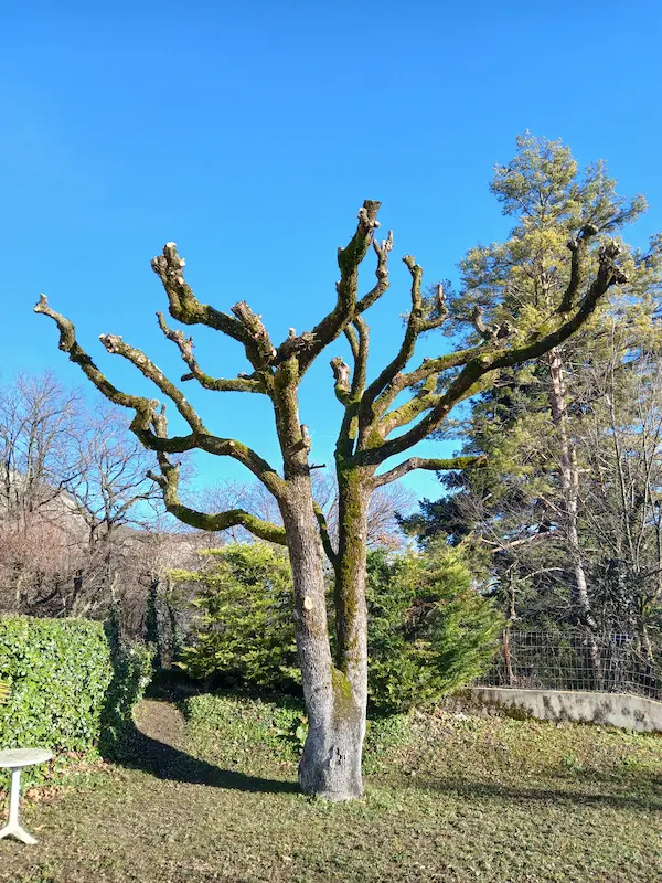 taille arbre vizille après