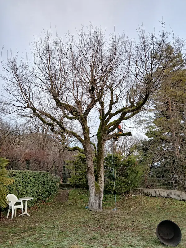 taille arbre vizille avant