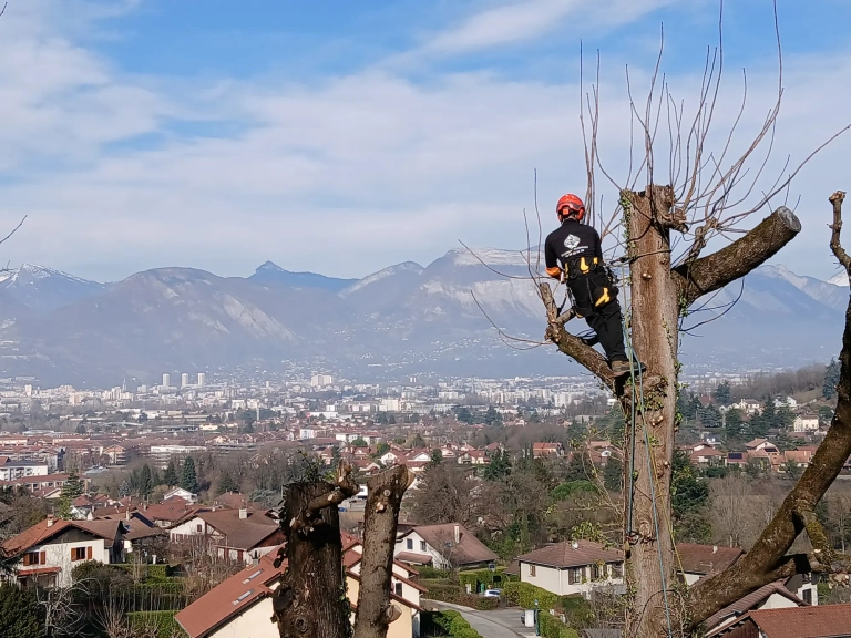 Elagage arbre Montbonnot-Saint-Martin
