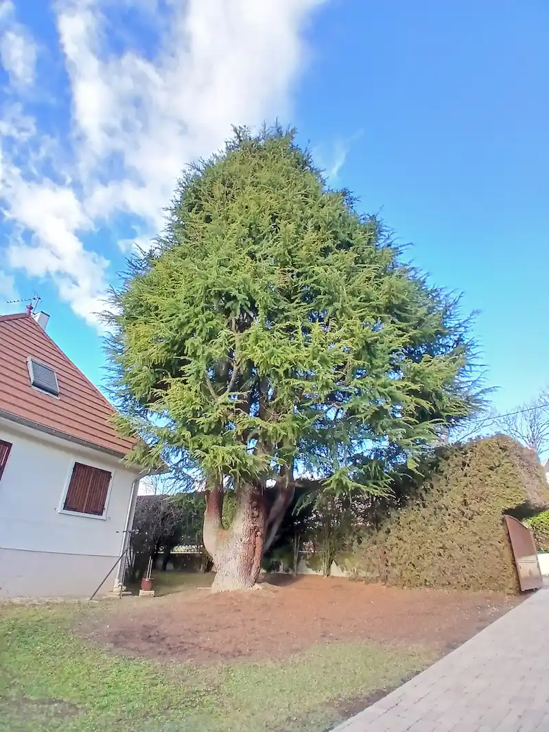 Conifère après élagage dans un jardin de particulier à Montbonnot-Saint-Martin