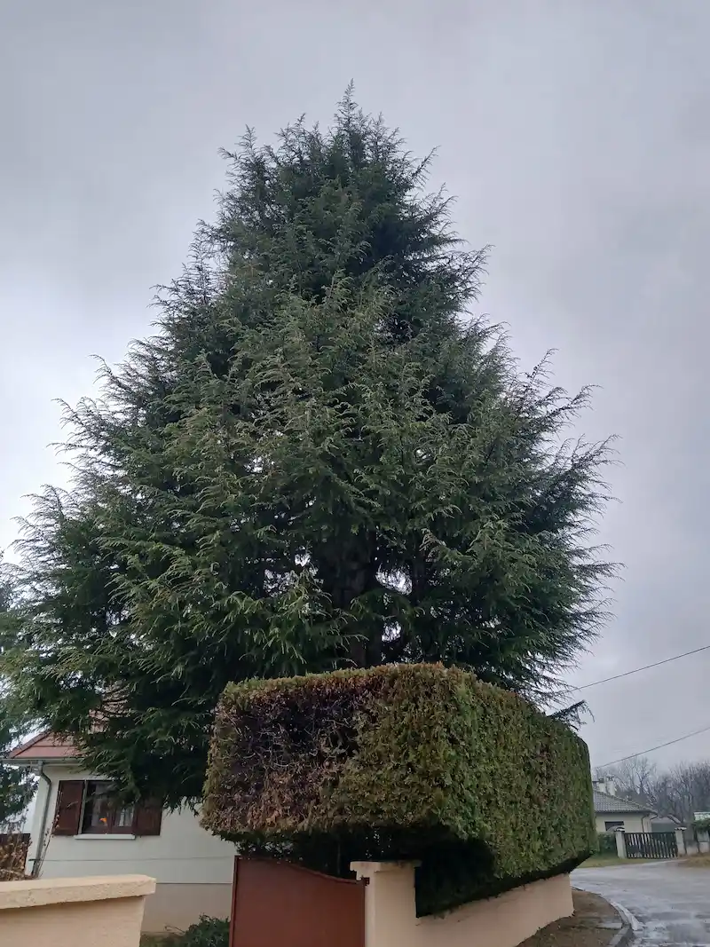 Grand conifère avant élagage dans un jardin à Montbonnot-Saint-Martin