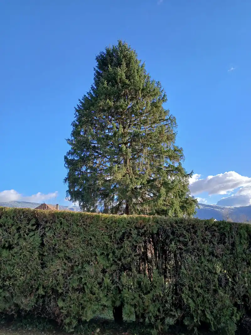 Grand conifère élagué derrière une haie dans le secteur du Grésivaudan près de Montbonnot-Saint-Martin