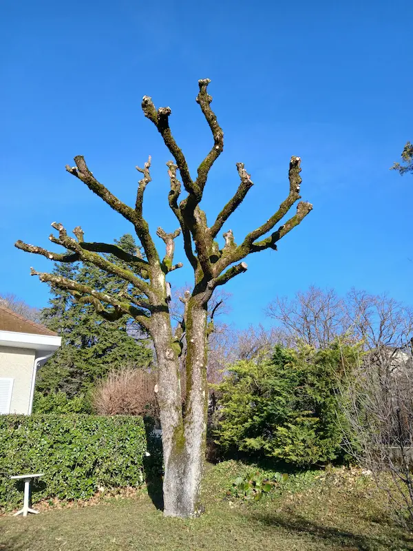 Elagage Uriage terminé