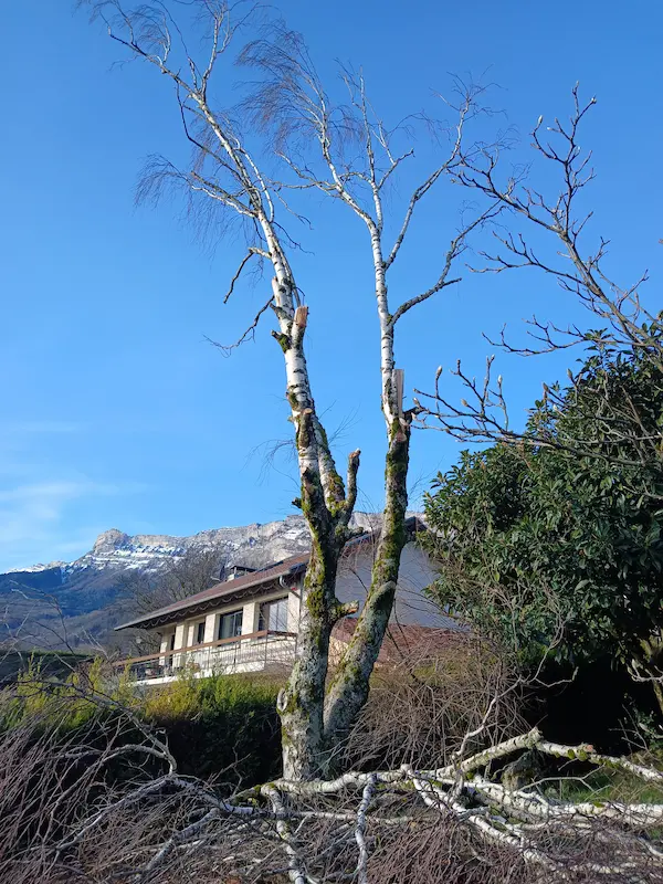 Elagage Vaulnaveys-le-bas