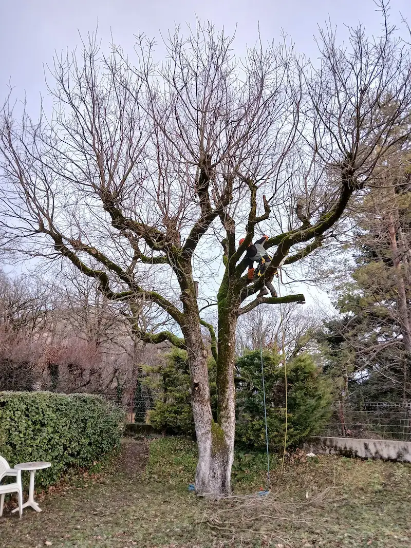 Elagage Vaulnaveys-le-haut